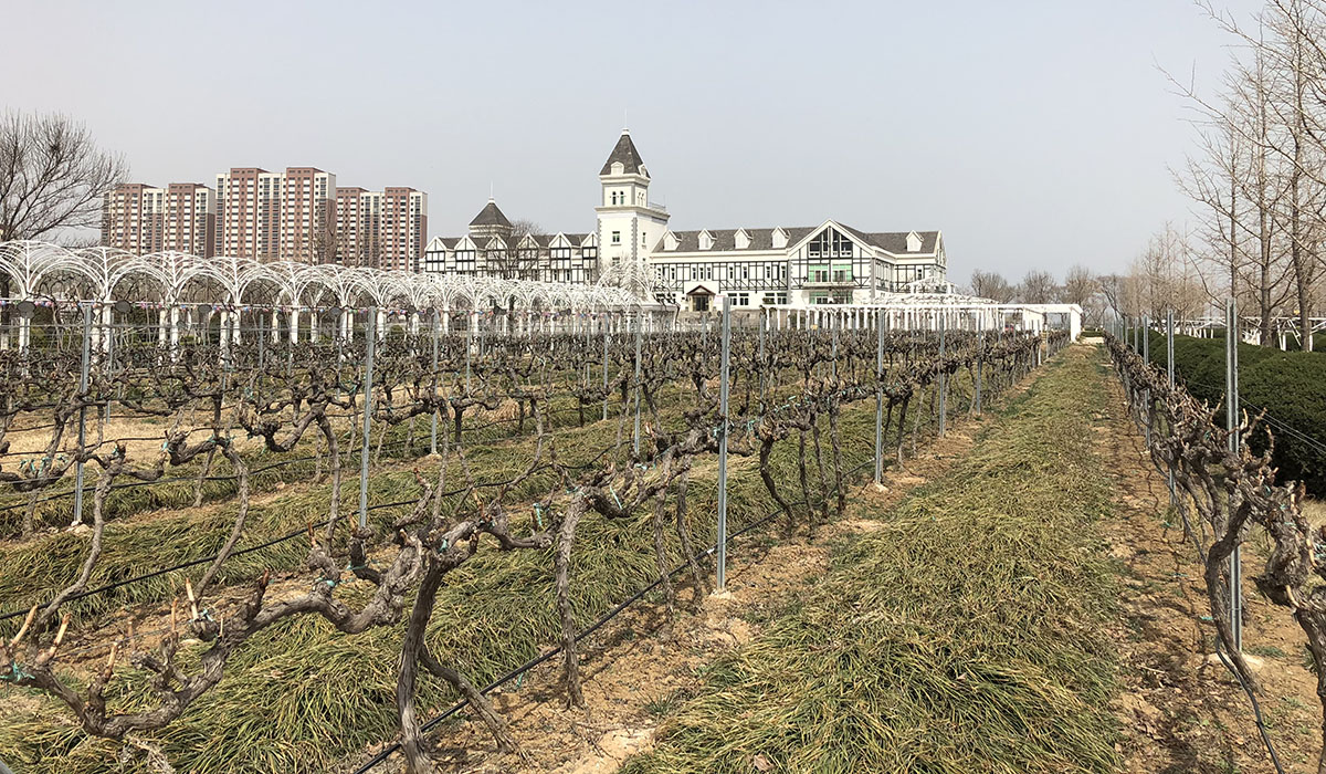 Chateau Changyu Vineyard
